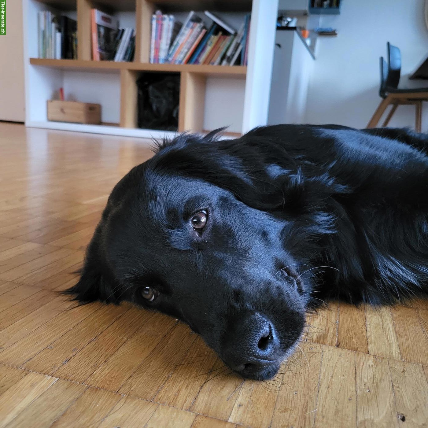 Bild 2: Golden Aussie Cosmo sucht neues Zuhause