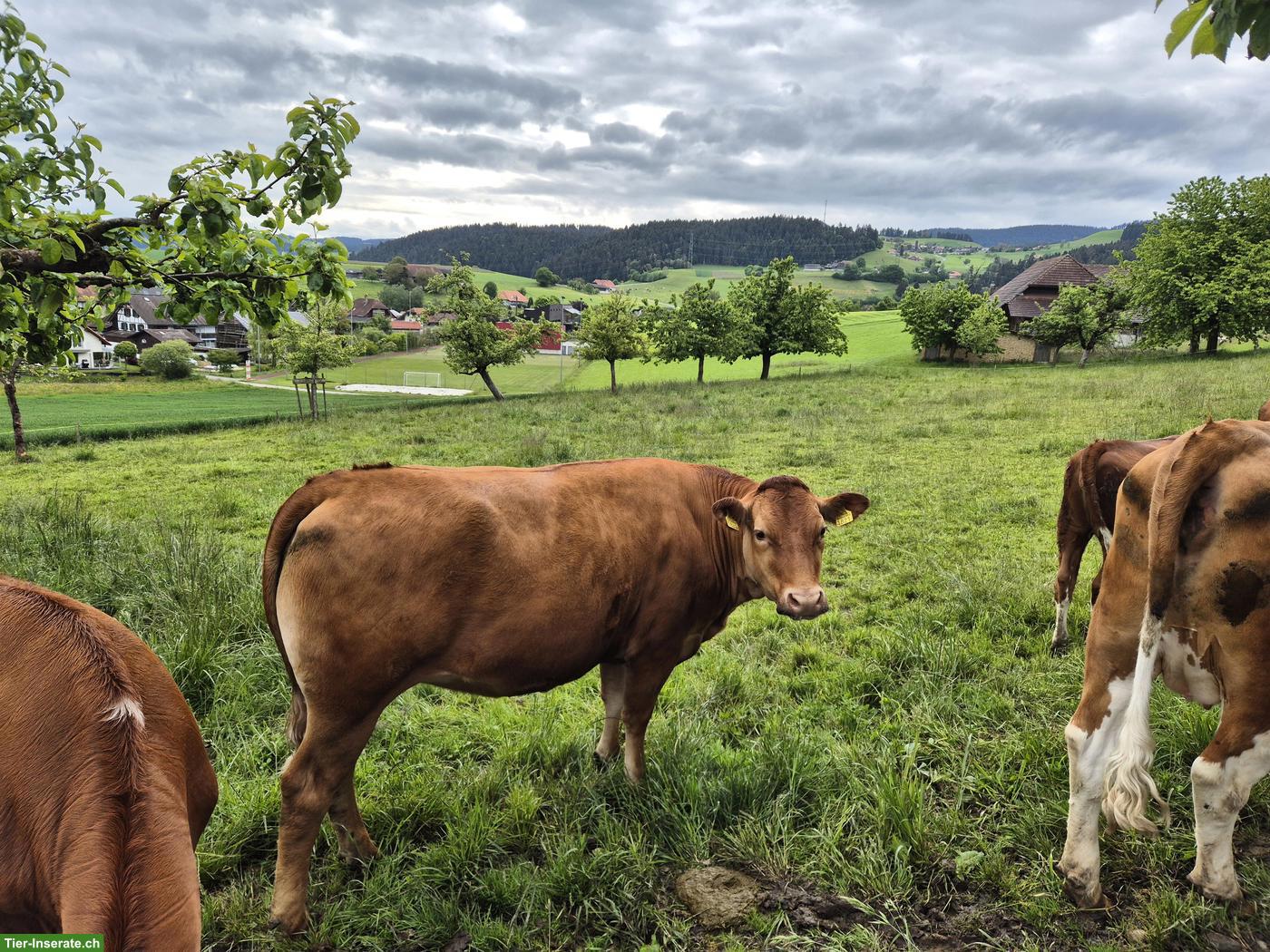Junges Limousin Rind