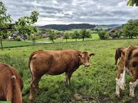 Junges Limousin Rind