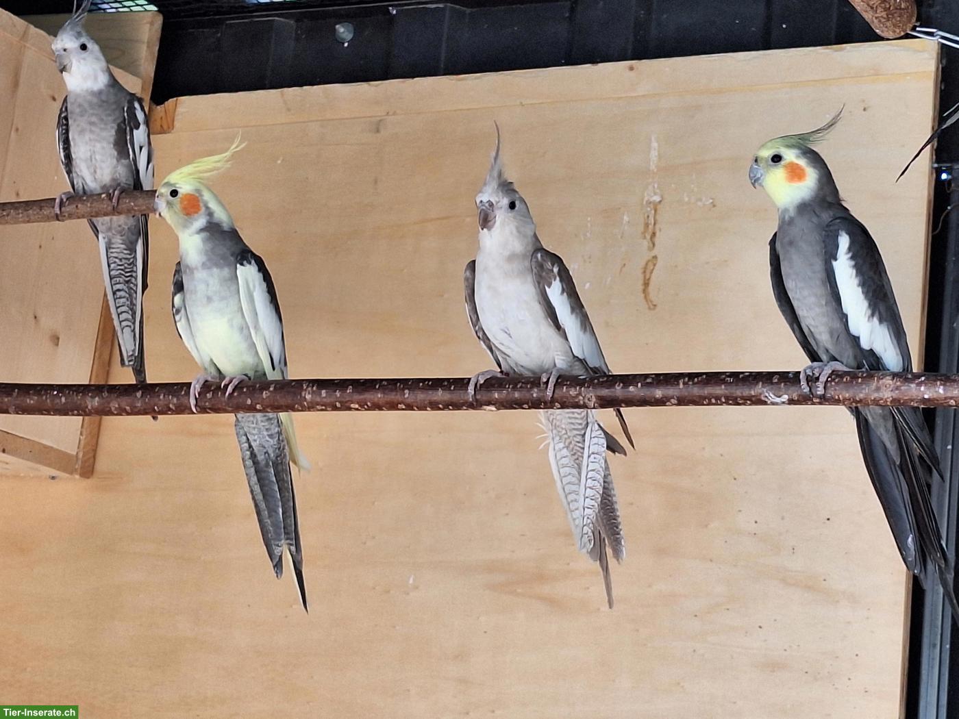 Nympfensittiche / Kanarienvogel-Weibchen