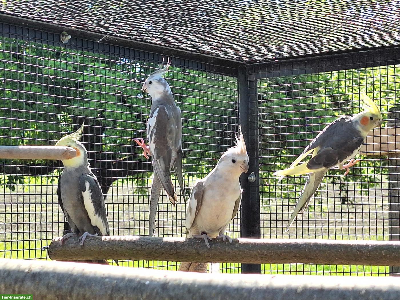 Bild 2: Nympfensittiche / Kanarienvogel-Weibchen