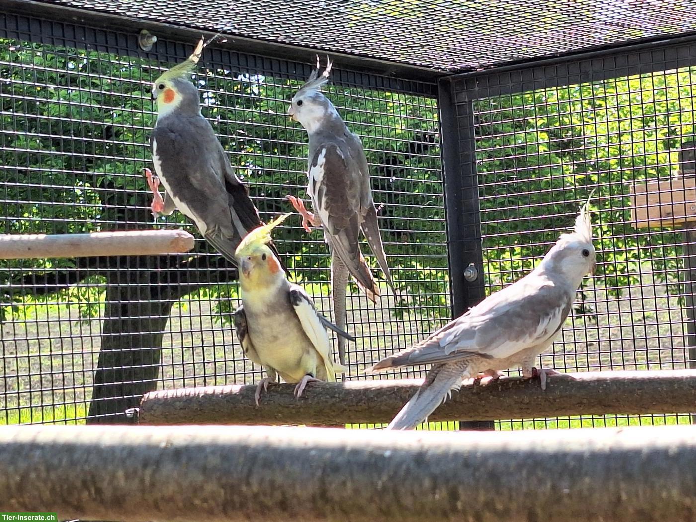 Bild 3: Nympfensittiche / Kanarienvogel-Weibchen