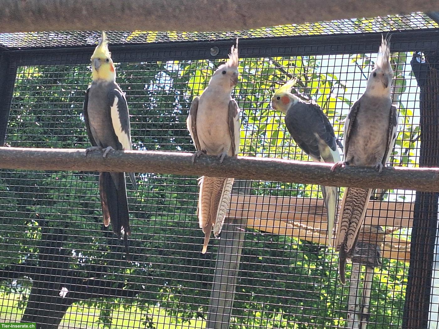 Bild 4: Nympfensittiche / Kanarienvogel-Weibchen