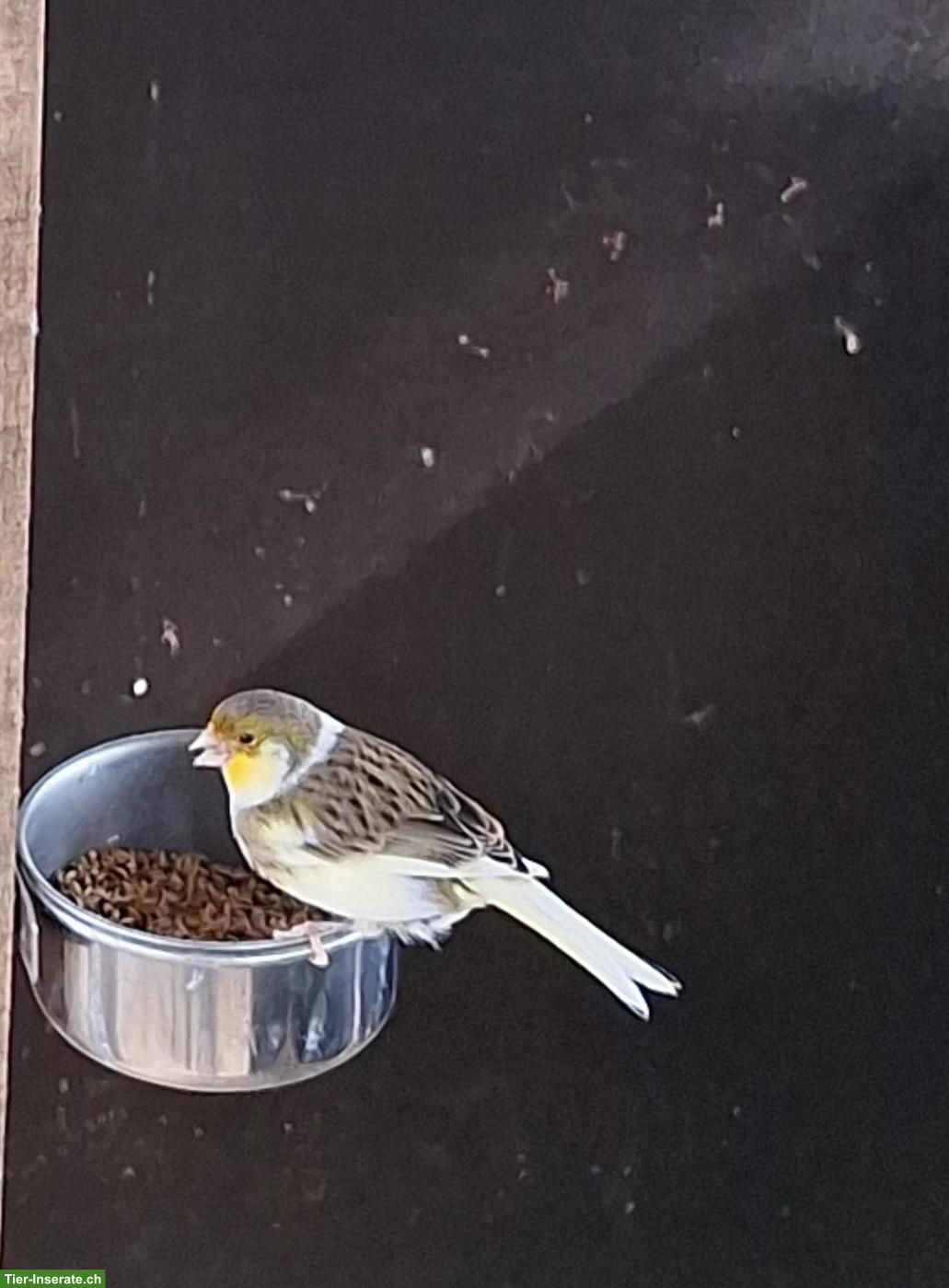Bild 5: Nympfensittiche / Kanarienvogel-Weibchen