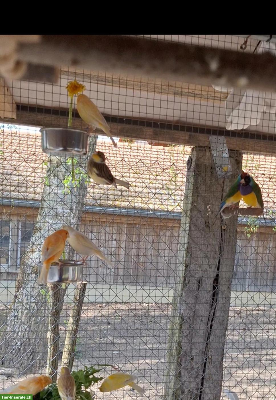Bild 6: Nympfensittiche / Kanarienvogel-Weibchen