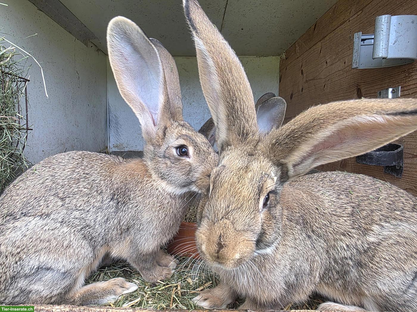 Junge Belgische Riesen & Weisse Riesen zu verkaufen