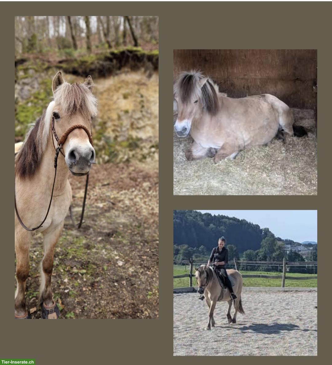 Reit- und Spazierbeteiligung mit lieben Ponys im Leimental