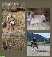 Reit- und Spazierbeteiligung mit lieben Ponys im Leimental