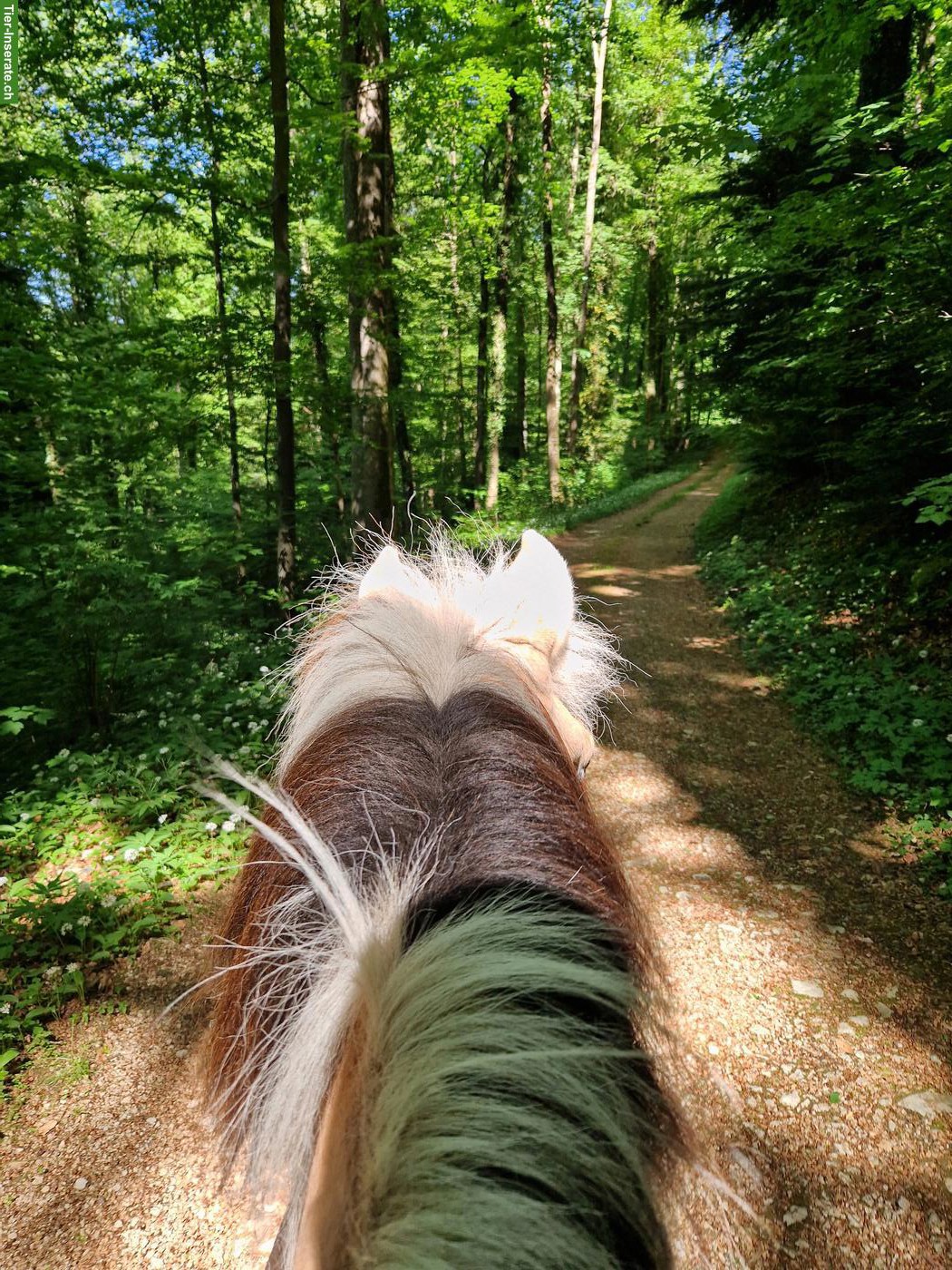 Bild 2: Reit- und Spazierbeteiligung mit lieben Ponys im Leimental