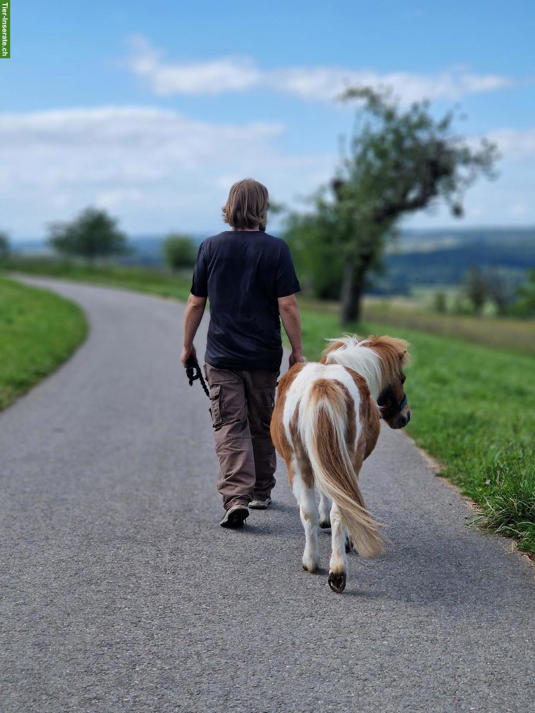Bild 3: Reit- und Spazierbeteiligung mit lieben Ponys im Leimental