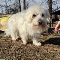 Malteser Mix Hündin Luna sucht ein liebevolles Zuhause