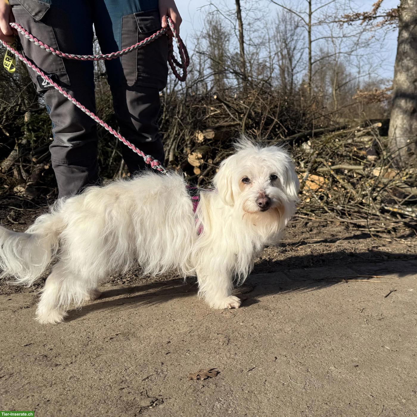 Bild 5: Malteser Mix Hündin Luna sucht ein liebevolles Zuhause