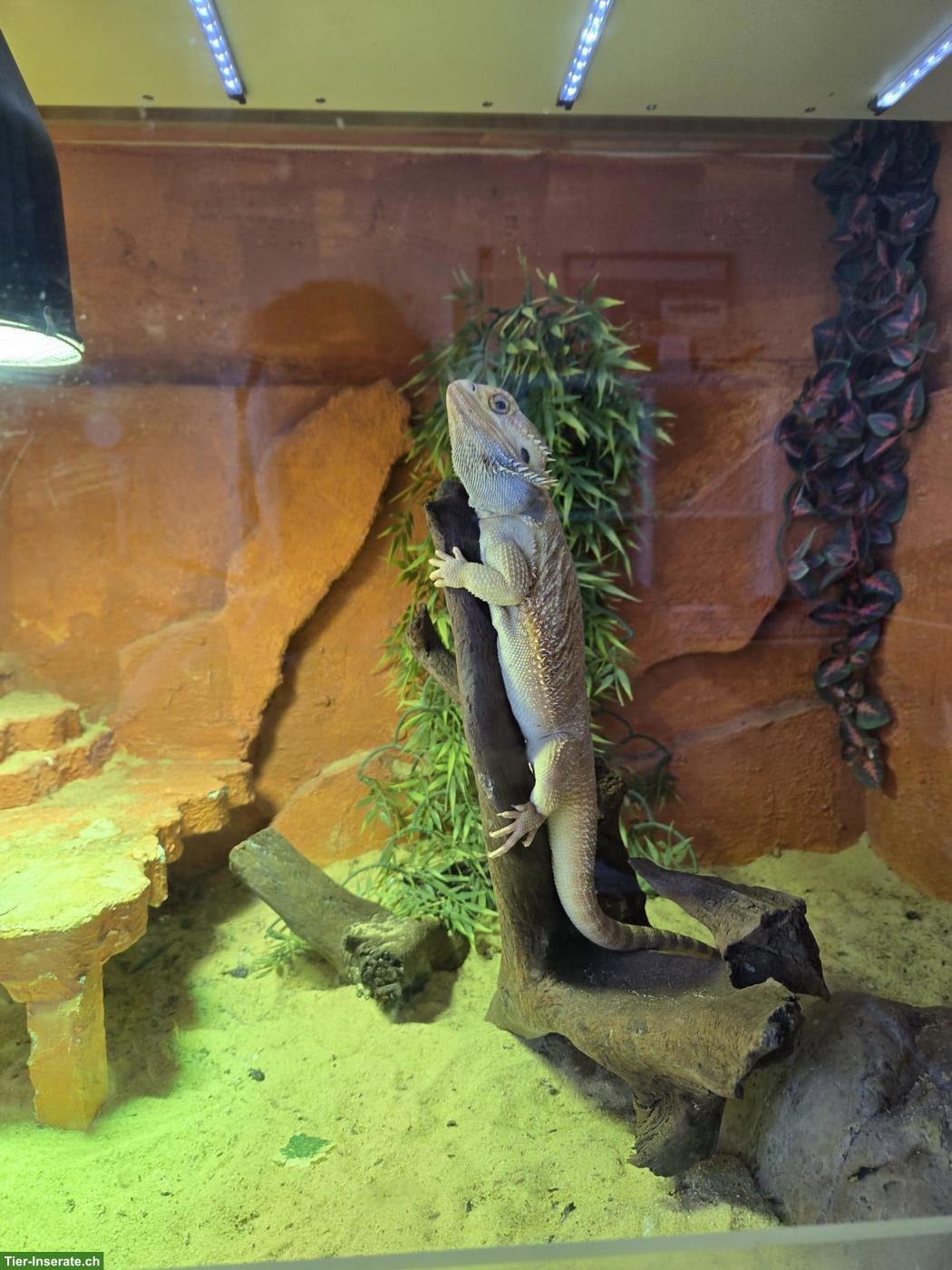 Bartagame Männchen mit Terrarium