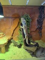 Bartagame Männchen mit Terrarium