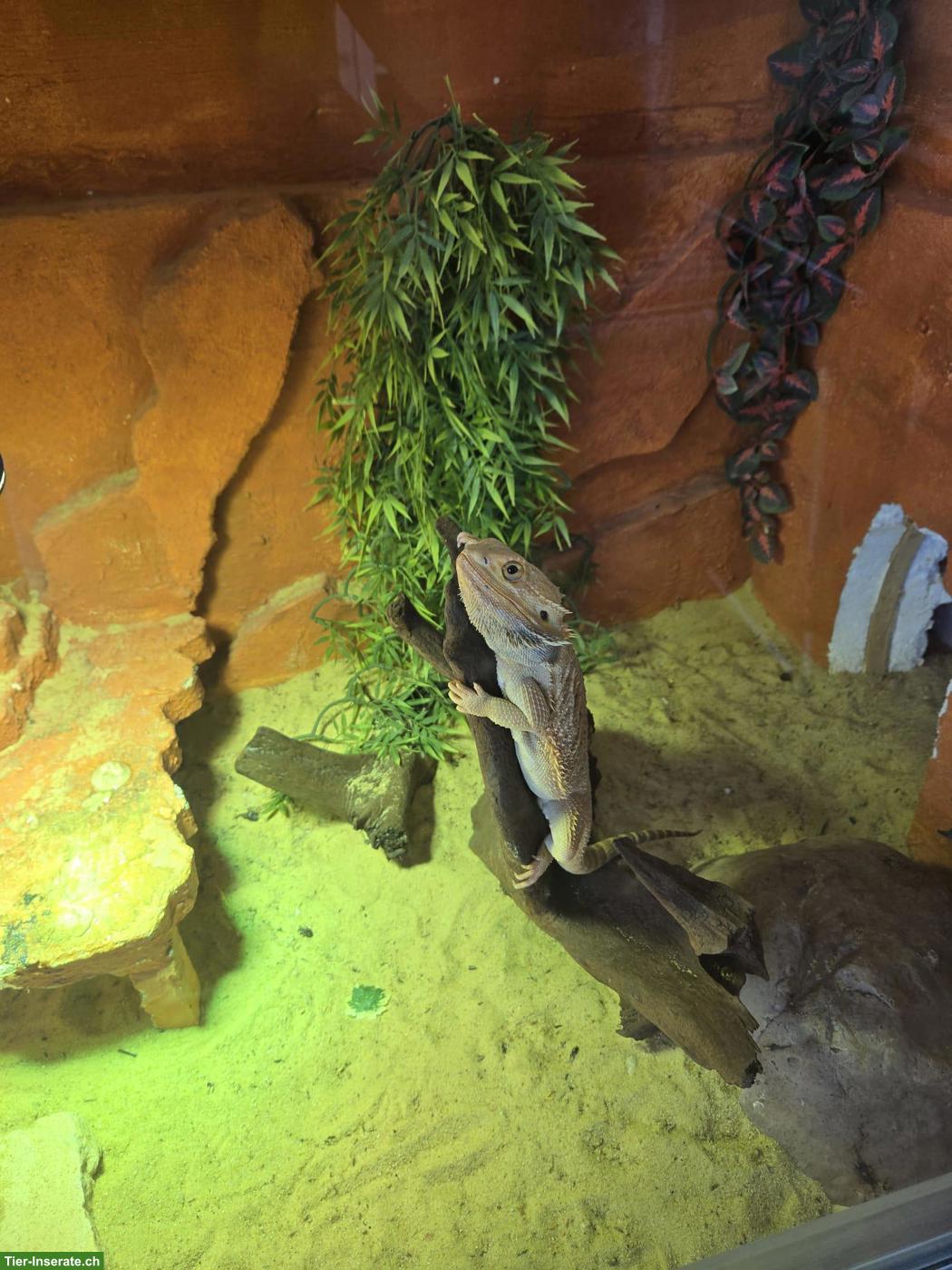Bild 2: Bartagame Männchen mit Terrarium