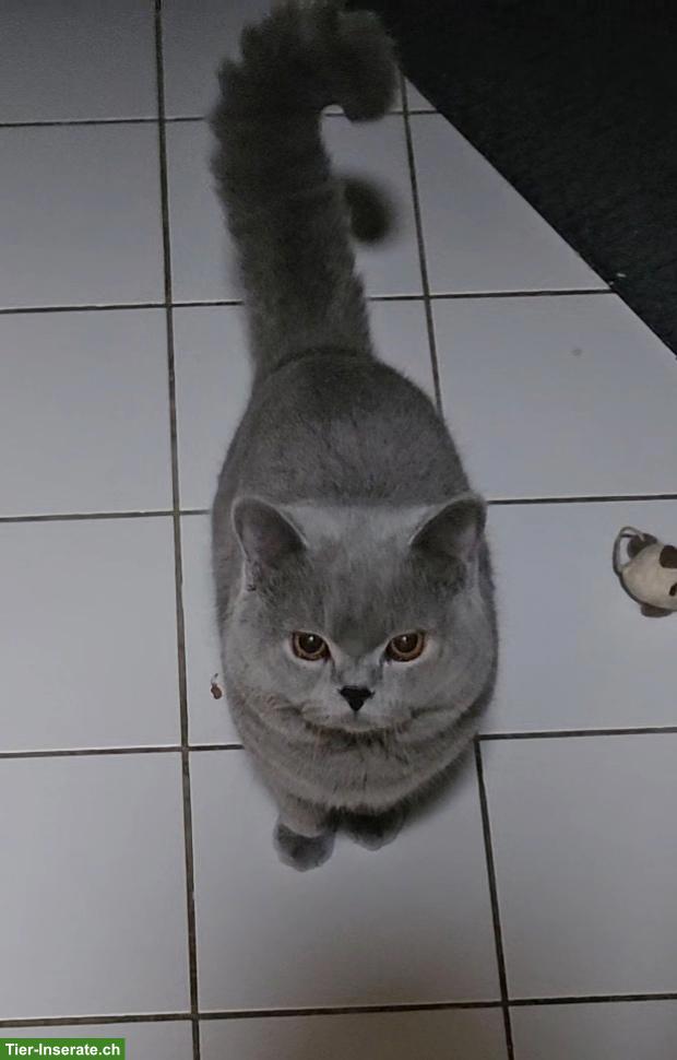 Britisch Kurzhaar Kater mit Stammbaum