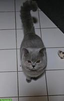 Britisch Kurzhaar Kater mit Stammbaum