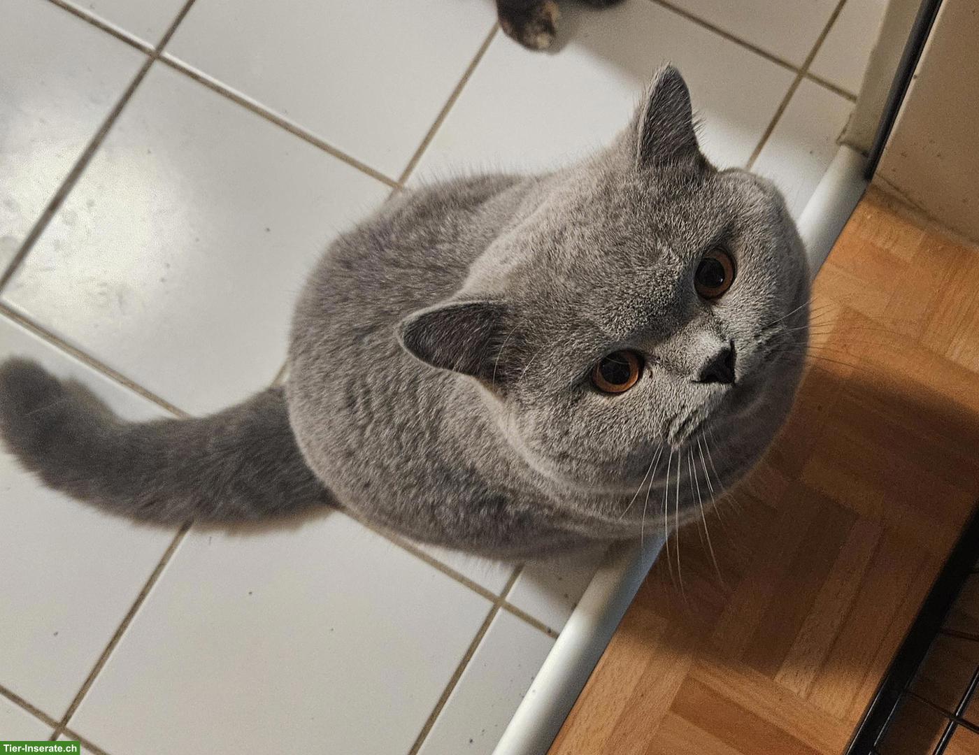 Bild 2: Britisch Kurzhaar Kater mit Stammbaum