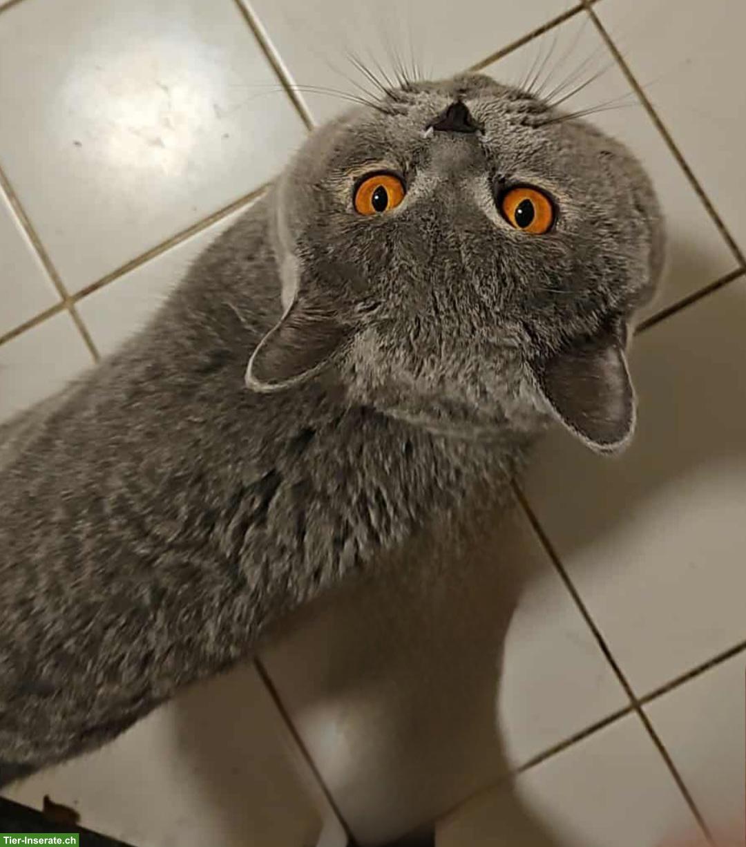 Bild 3: Britisch Kurzhaar Kater mit Stammbaum