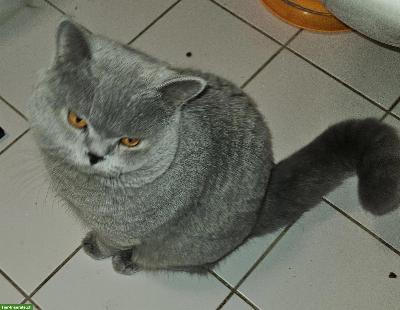 Bild 4: Britisch Kurzhaar Kater mit Stammbaum