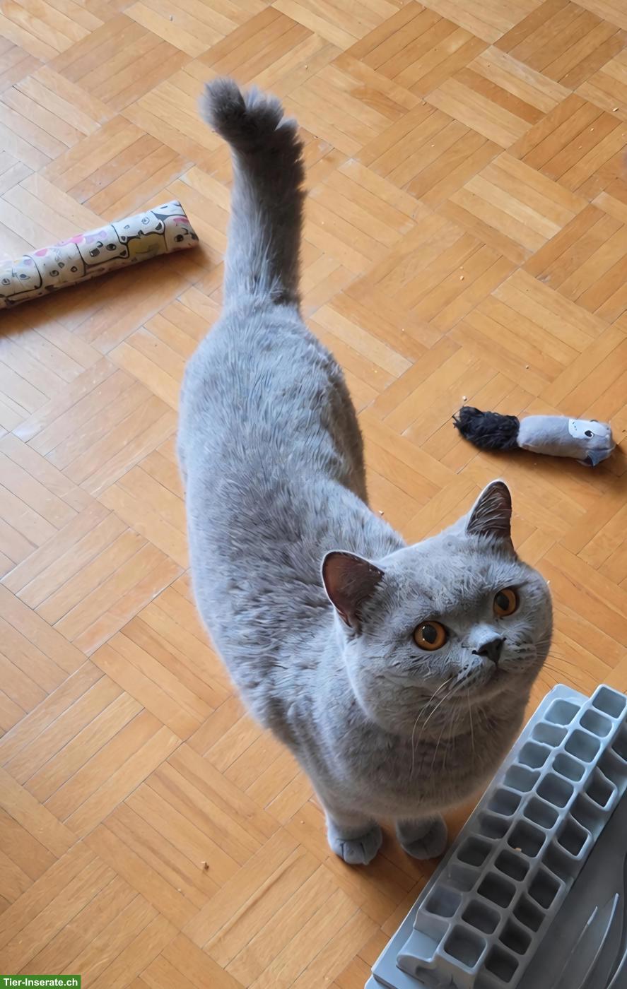 Bild 5: Britisch Kurzhaar Kater mit Stammbaum