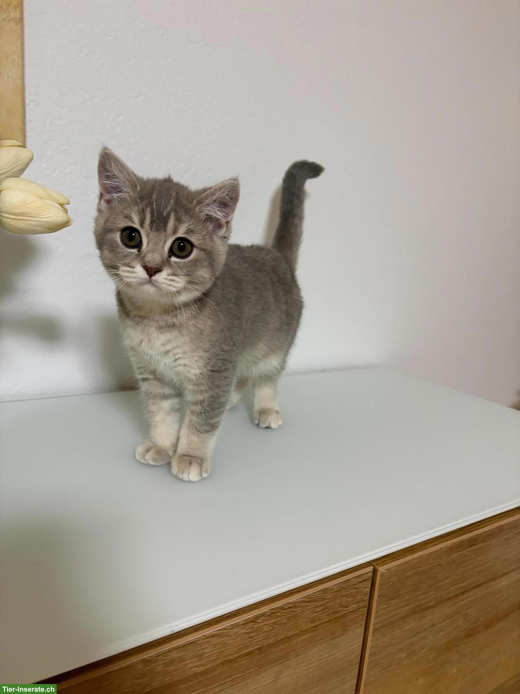 Süsse BKH Kitten suchen Zuhause