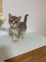 Süsse BKH Kitten suchen Zuhause