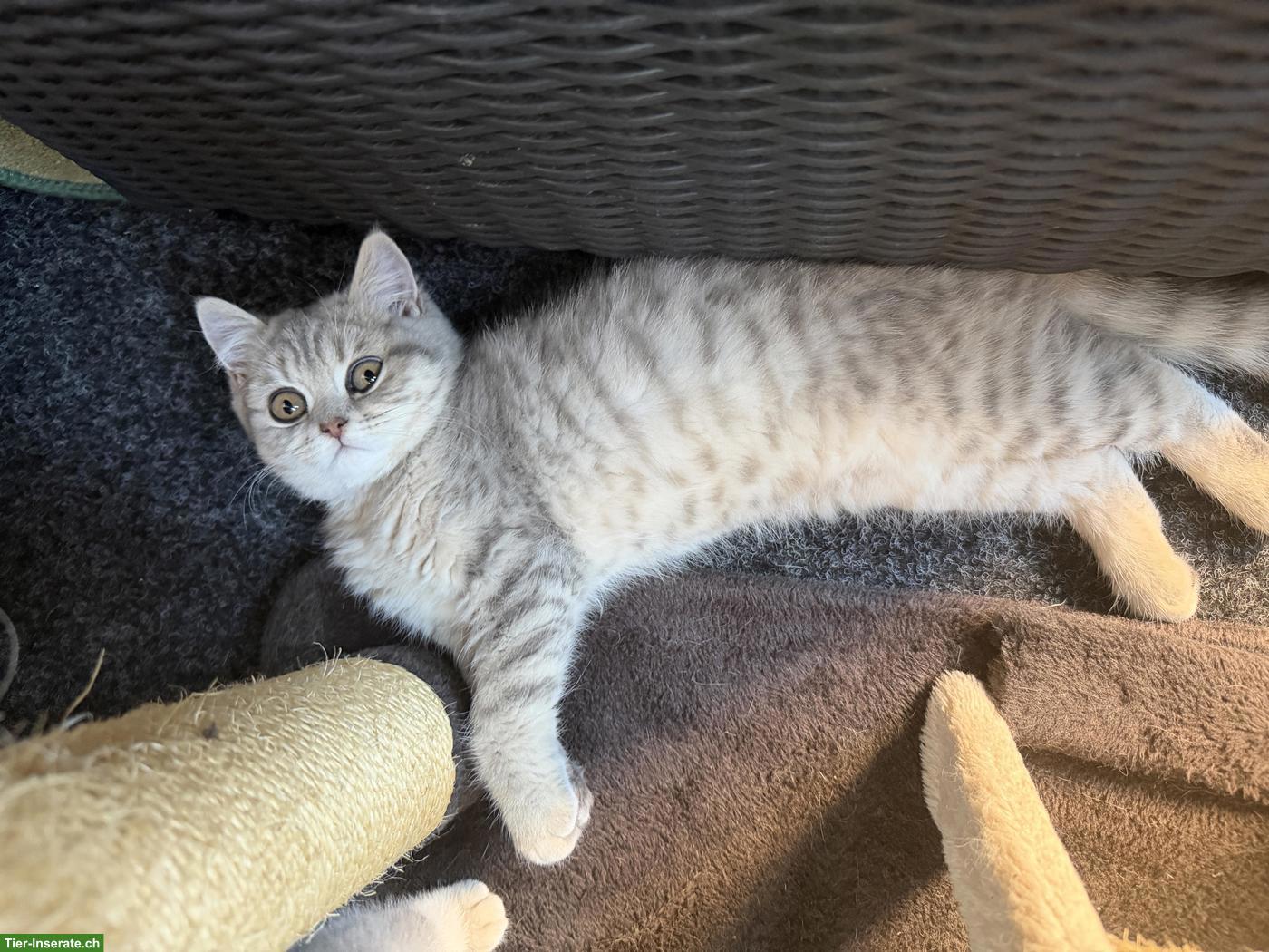 Bild 2: Süsse BKH Kitten suchen Zuhause