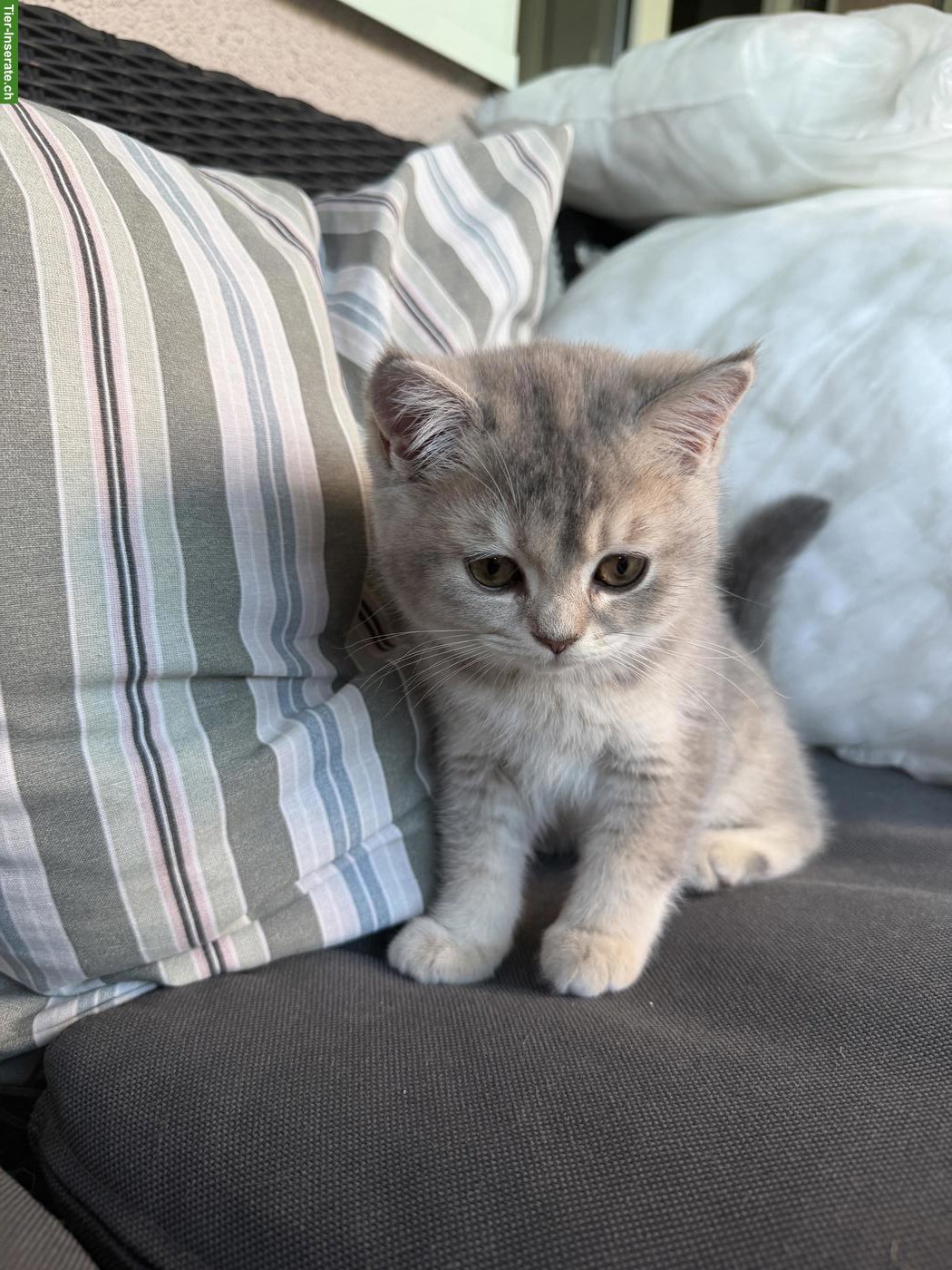 Bild 3: Süsse BKH Kitten suchen Zuhause