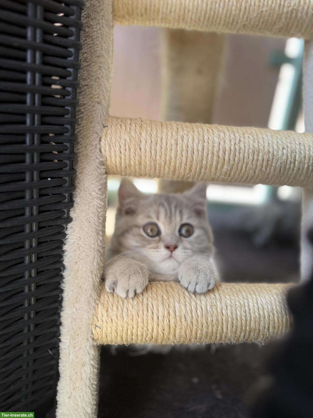 Bild 4: Süsse BKH Kitten suchen Zuhause