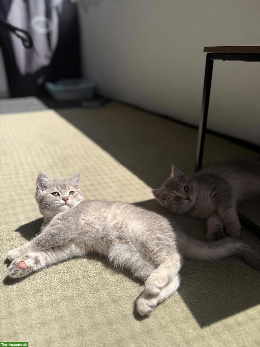 Bild 5: Süsse BKH Kitten suchen Zuhause