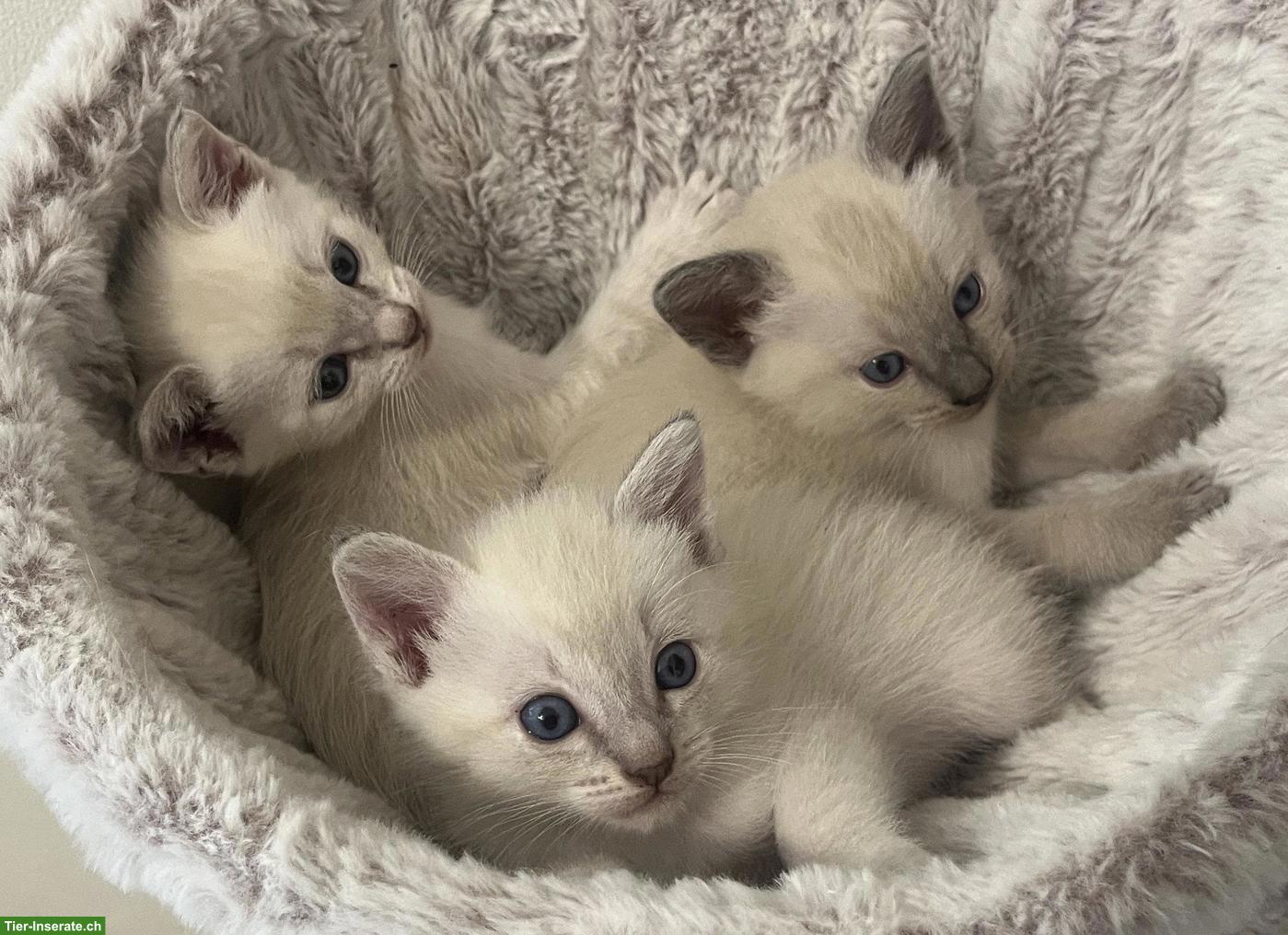 Siam Kitten, 1 Kater & 1 Kätzin