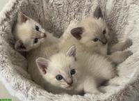Siam Kitten, 1 Kater & 1 Kätzin