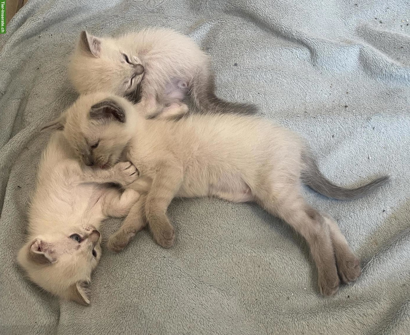 Bild 2: Siam Kitten, 1 Kater & 1 Kätzin