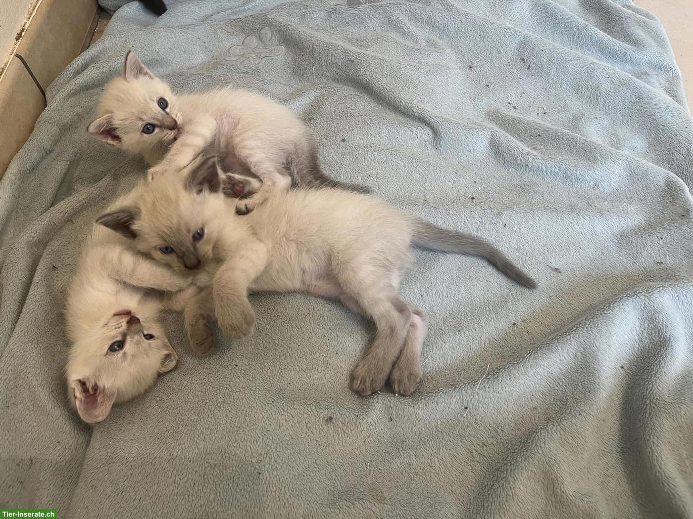 Bild 3: Siam Kitten, 1 Kater & 1 Kätzin