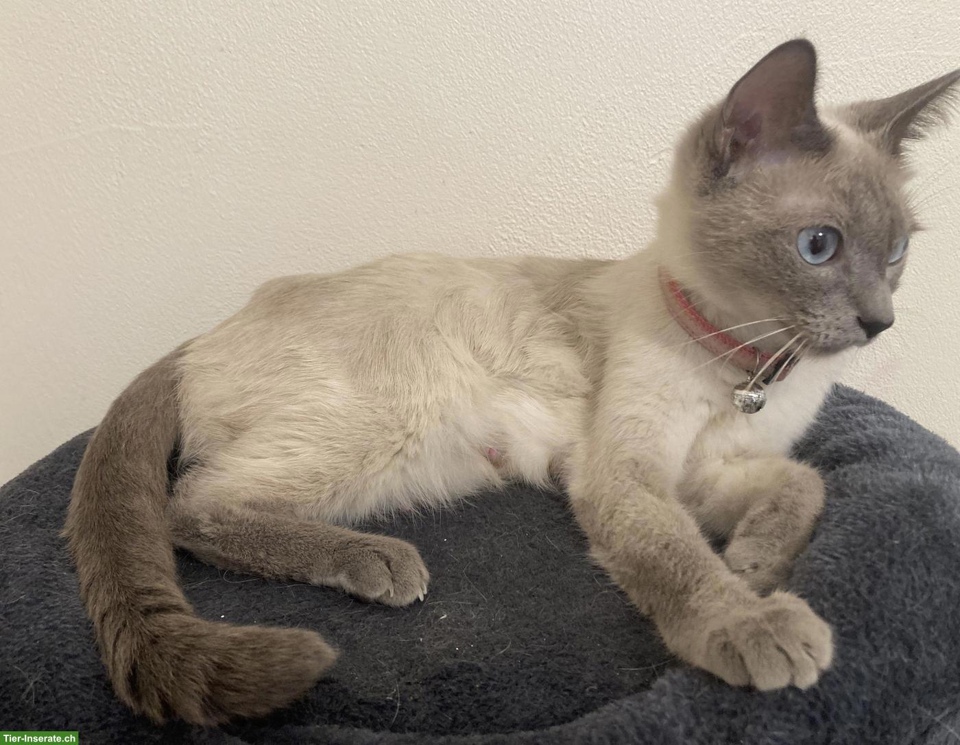 Bild 5: Siam Kitten, 1 Kater & 1 Kätzin