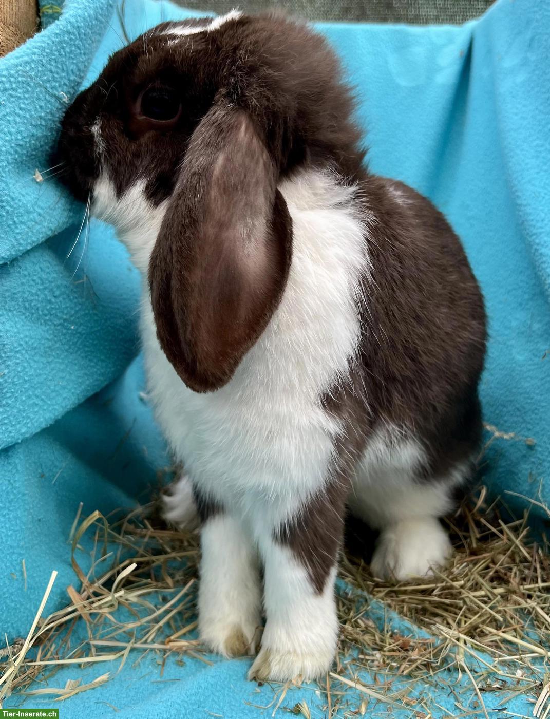 Zwergwidder Zibbe, 1.5-jährig, Havanna-Schecke