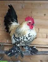 Zwerg-Güggel gesucht