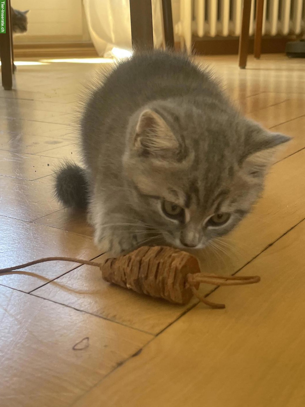 Mix Kitten SWK (x MC) x BKH x EHK, weiblich