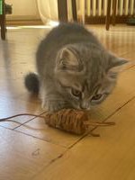 Mix Kitten SWK (x MC) x BKH x EHK, weiblich