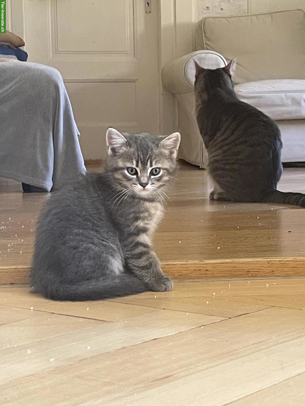 Bild 2: Mix Kitten SWK (x MC) x BKH x EHK, weiblich
