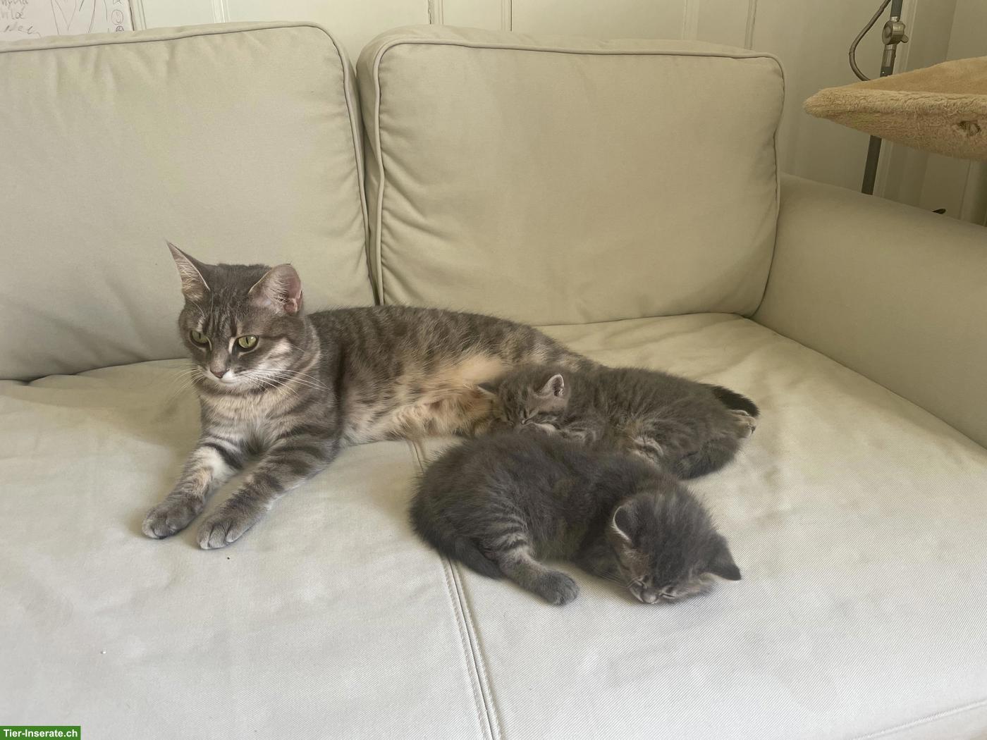 Bild 3: Mix Kitten SWK (x MC) x BKH x EHK, weiblich