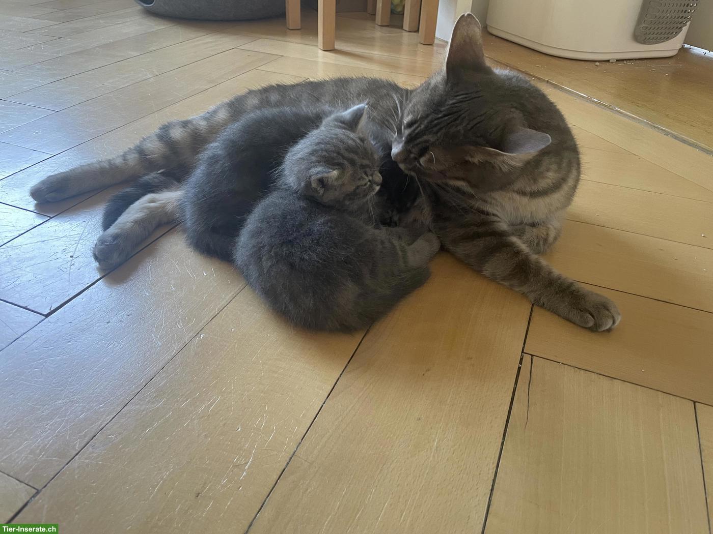 Bild 4: Mix Kitten SWK (x MC) x BKH x EHK, weiblich