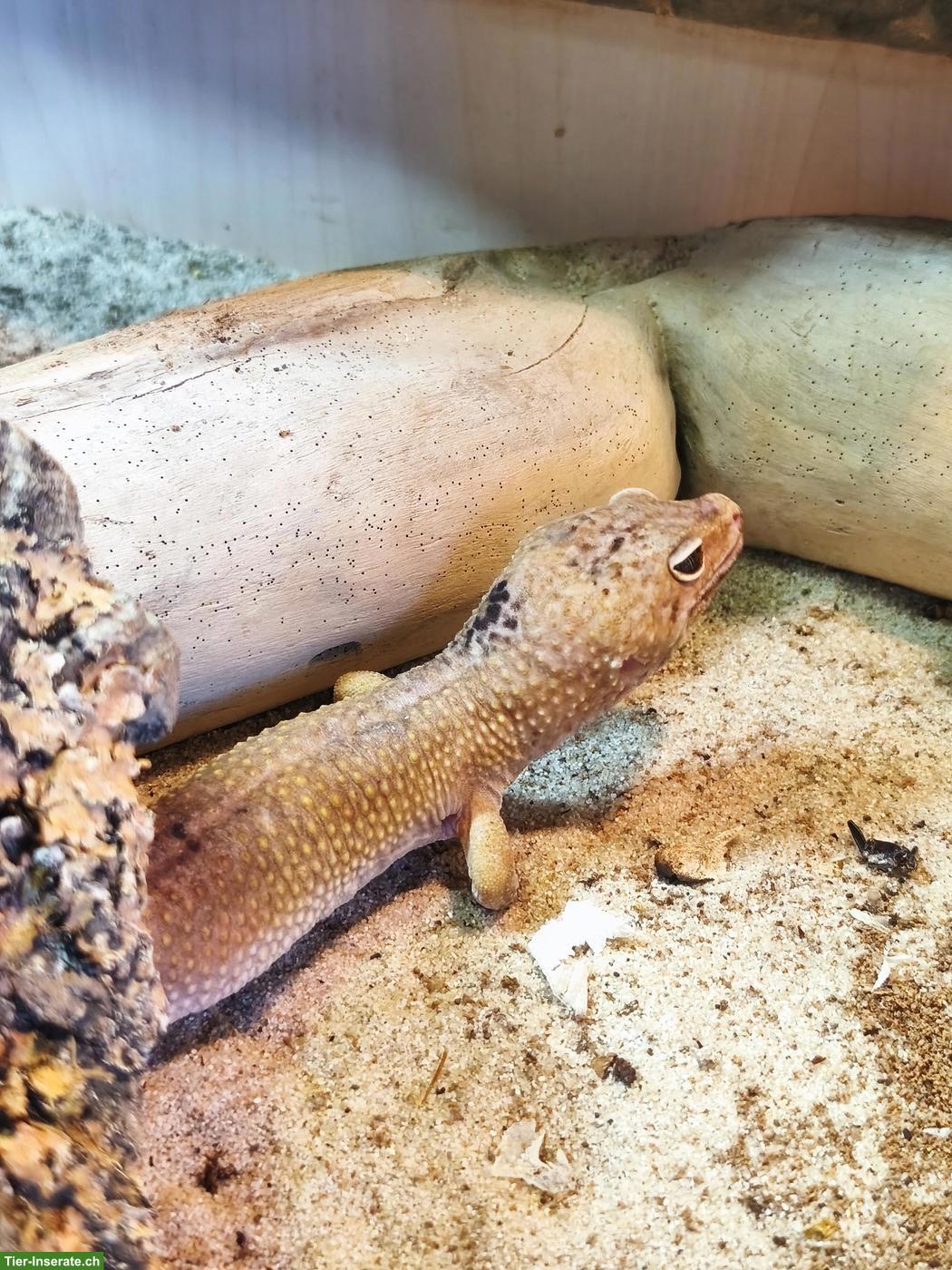 3 Leopardengeckos, optional mit Terrarium