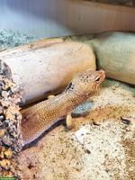 3 Leopardengeckos, optional mit Terrarium