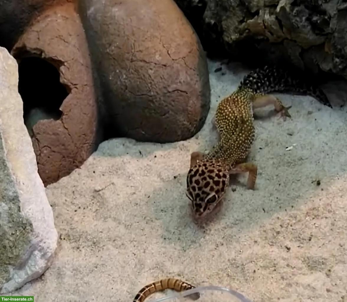 Bild 2: 3 Leopardengeckos, optional mit Terrarium