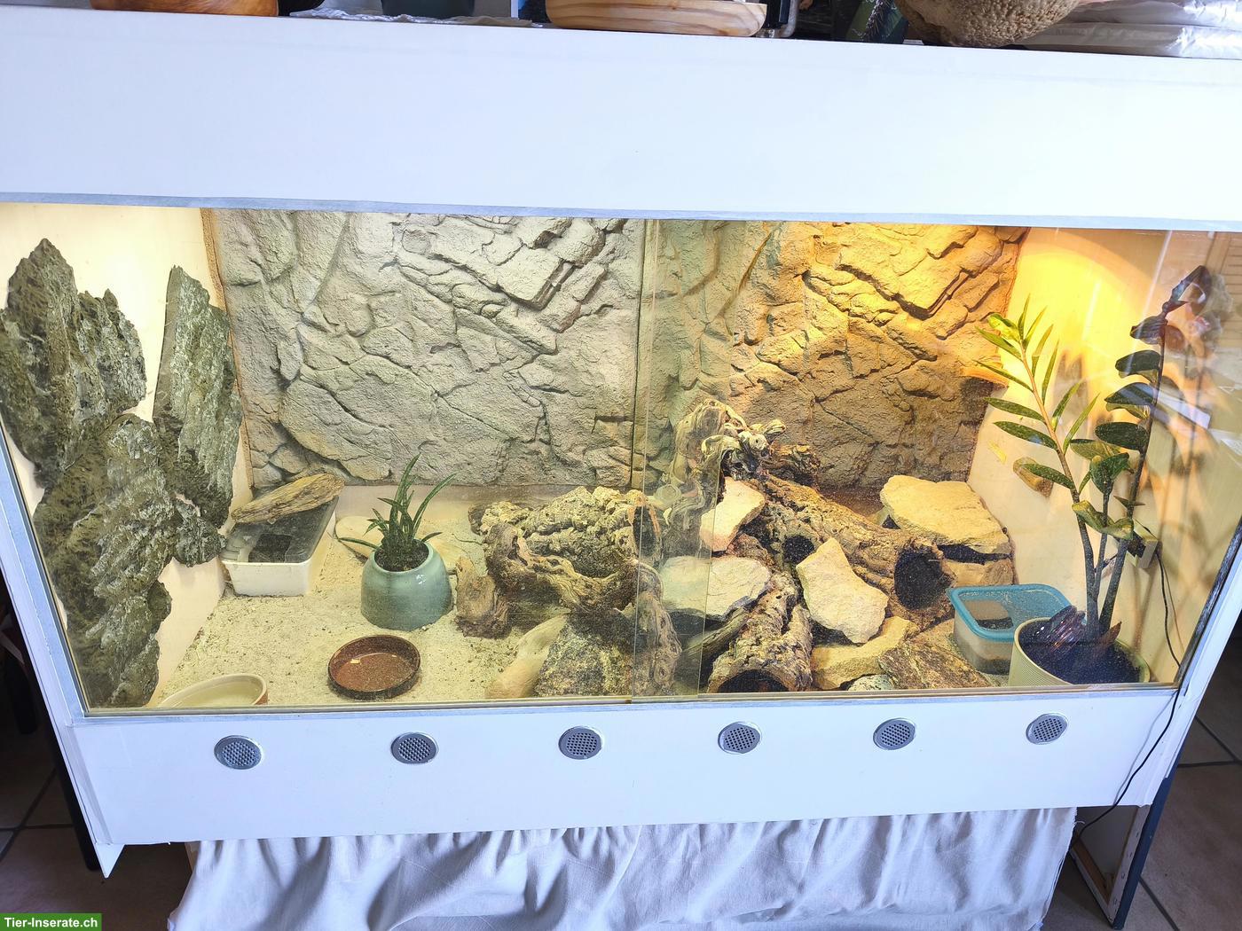 Bild 3: 3 Leopardengeckos, optional mit Terrarium