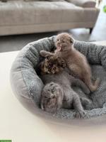 BKH Kitten suchen eines Zuhause