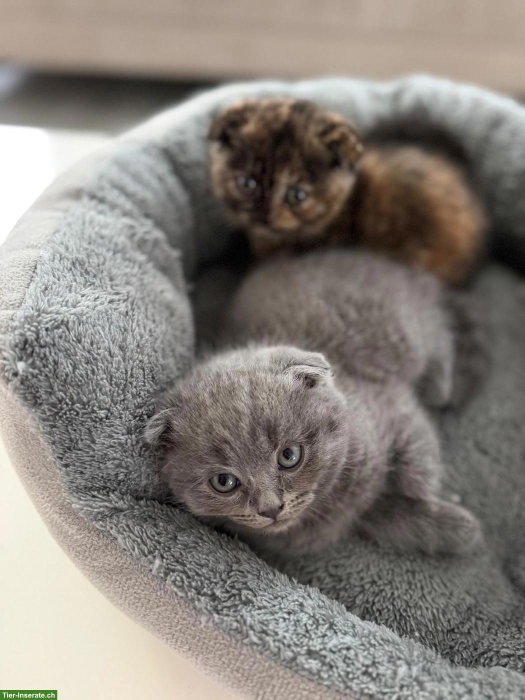 Bild 2: BKH Kitten suchen eines Zuhause