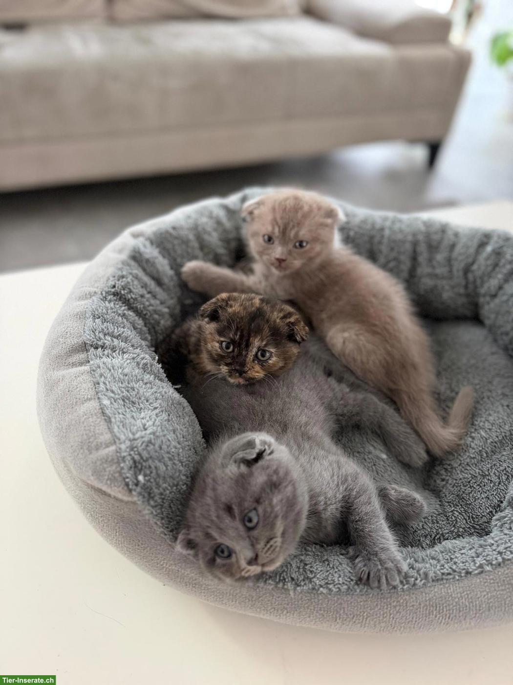 Bild 3: BKH Kitten suchen eines Zuhause